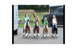 Animal Riding Paard Amadeus Bruin XS / Mini 7 Animal Riding Paard Amadeus Bruin XS / Mini -Buitenspeelgoed Winkel hqdefault 53 75